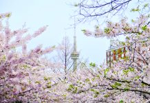Quand les cerisiers en fleurs transforment la ville en tableau éphémère