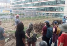 L’agriculture urbaine francophone cherche à cultiver un réseau durable en Ontario Visite de la ferme de TMU le 11 juin (Crédit : UOF)
